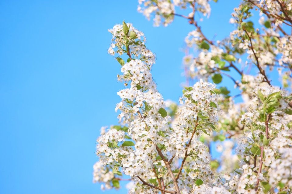 Liściaste kwiaty-błękitne niebo puzzle online