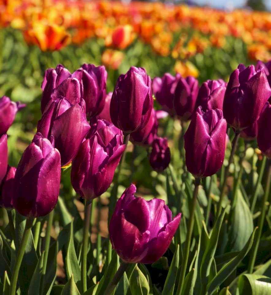 Tulipany, kwiaty puzzle online
