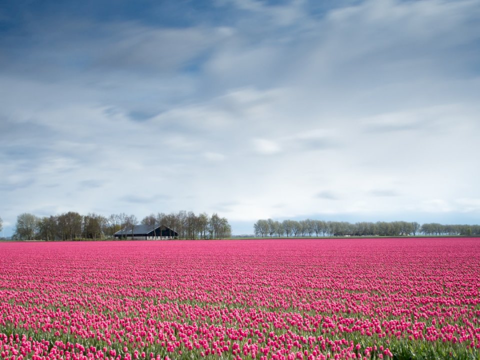 Różowe pole tulipanów puzzle online