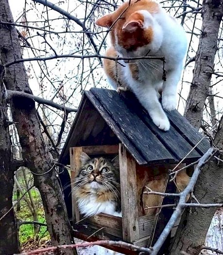 Koty na drzewie. puzzle online