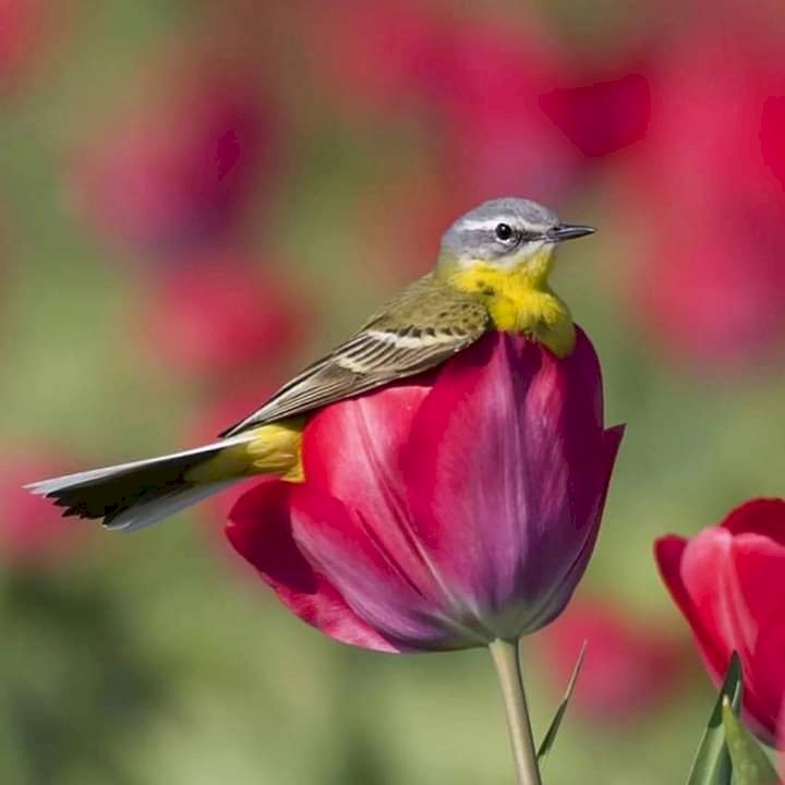 Ptaszek kwiaty tulipany puzzle online