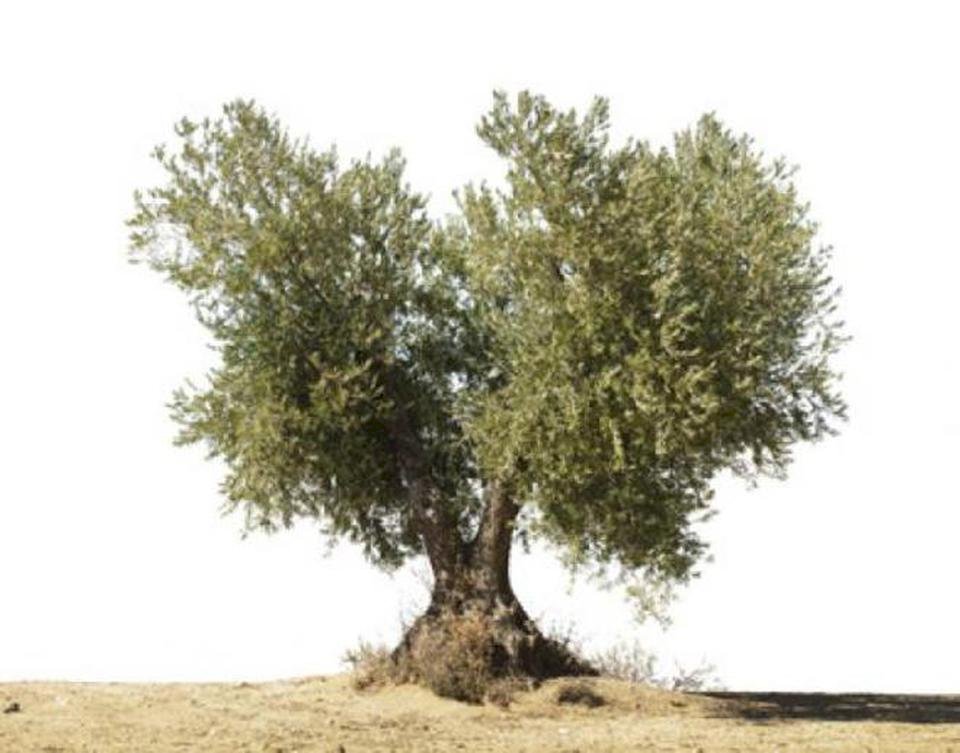 Drzewo oliwne do szkoły puzzle online