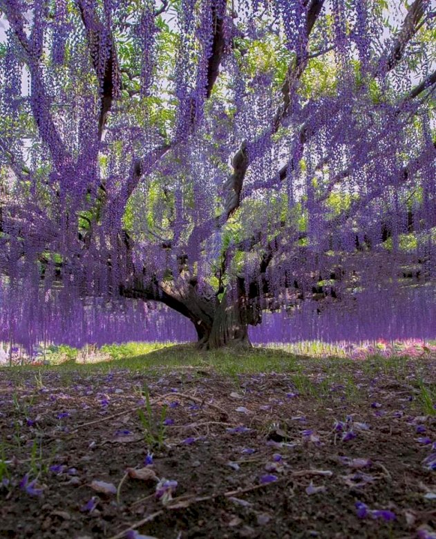 wisteria w Parku kwiatowym Ashikaga w Japonii puzzle online
