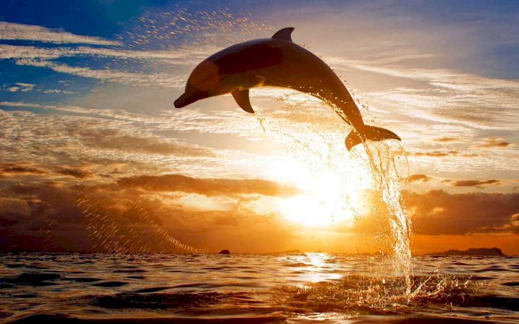 Skok delfina o zachodzie słońca puzzle online