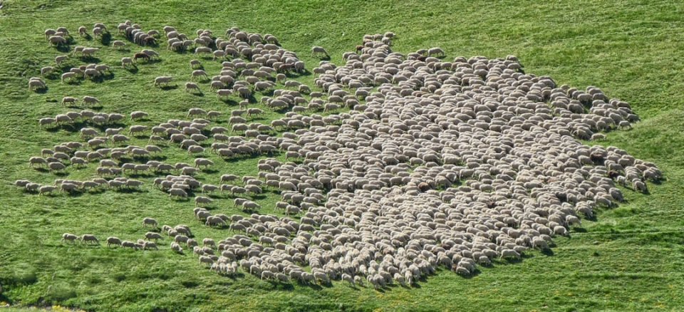 Owce ;, zwierzęta puzzle online