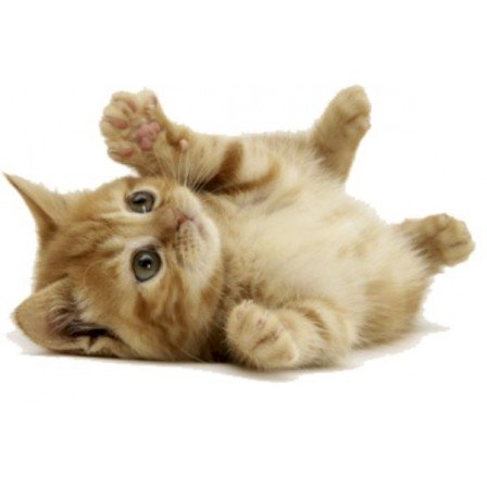 Leżący mały kotek puzzle online