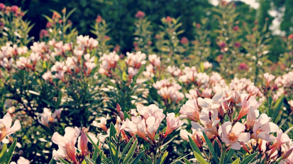 Kremowe różowe kwiaty puzzle online