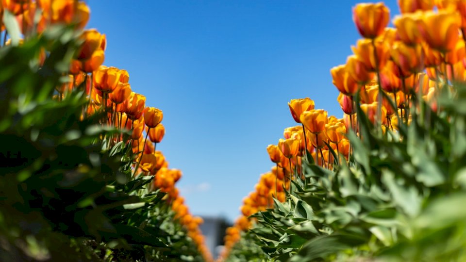 Pola tulipanów w Waszyngtonie puzzle online