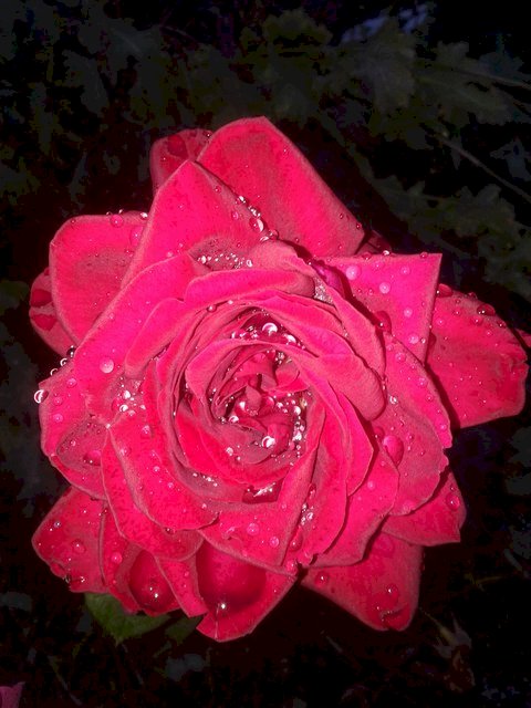 róża ,zdjęcie  z ogrodu puzzle online