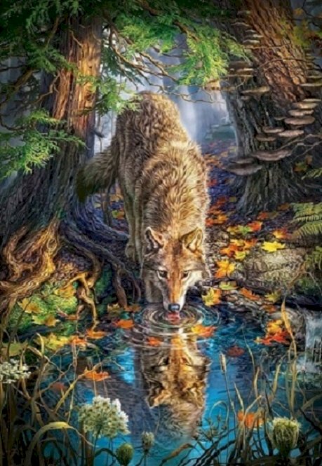 Wilk pijący wodę. puzzle online