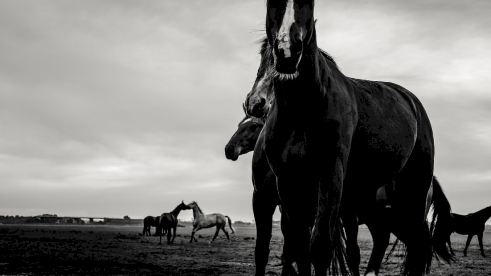 Konie holenderskie - czarno-białe puzzle online