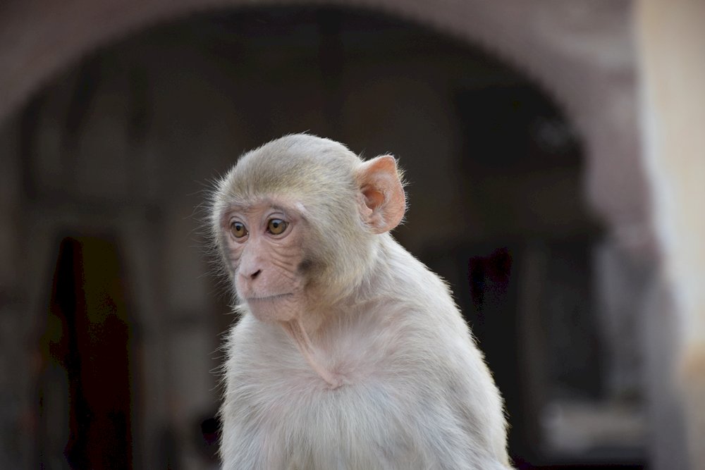 małpia świątynia w jaipur puzzle online