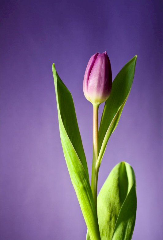 Piękny tulipan puzzle online