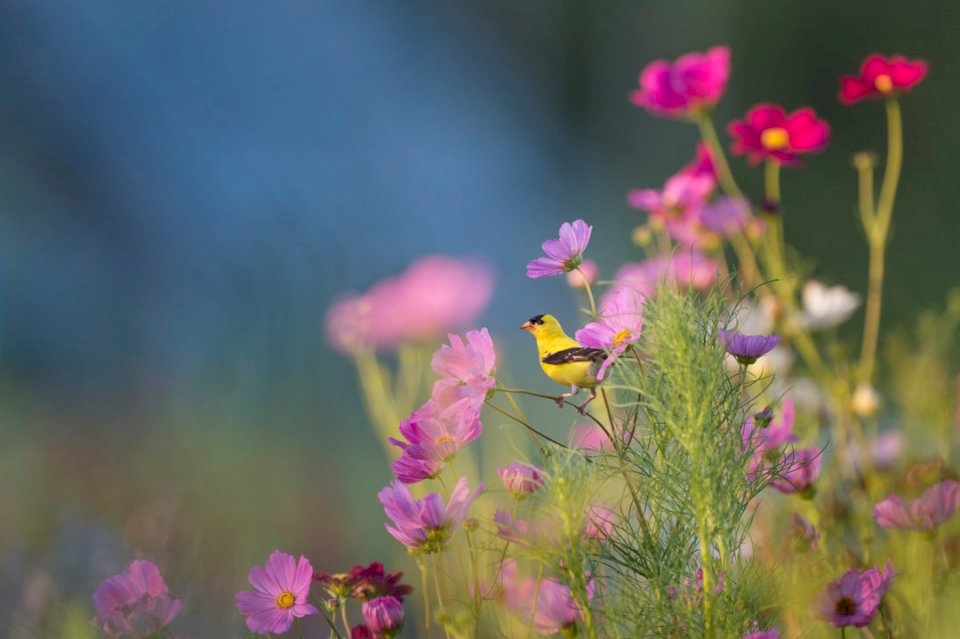 Ptak siedzący na kwiatach puzzle online