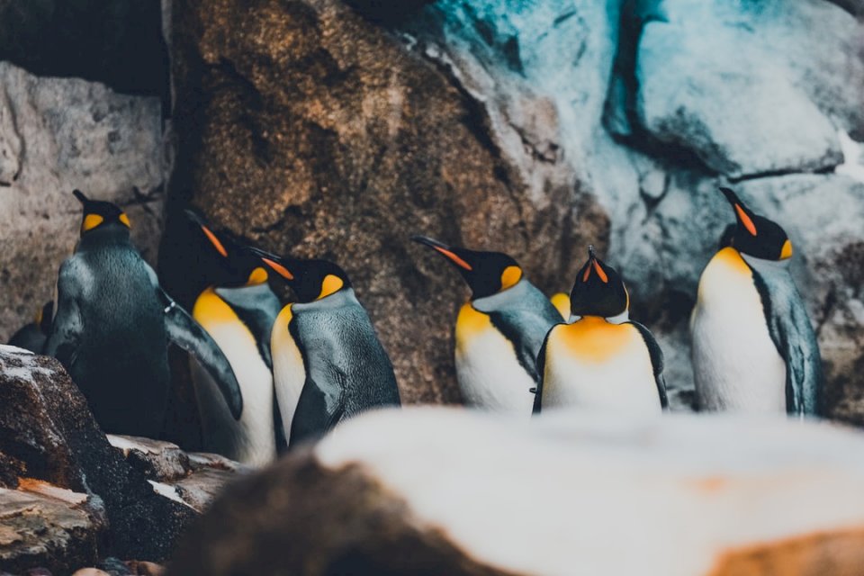 Grupa pingwinów cesarskich je puzzle online