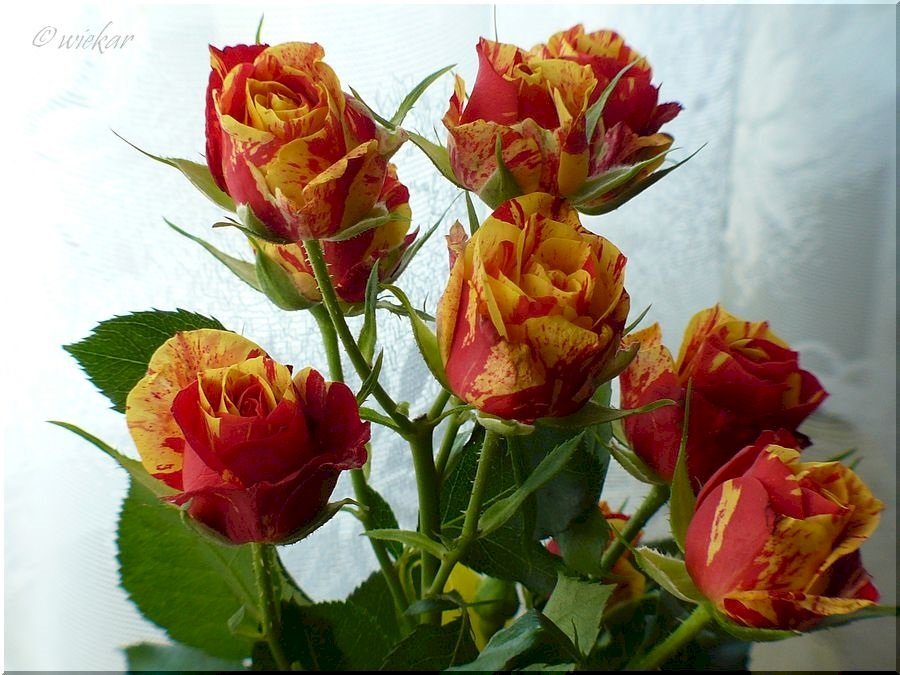 Piękne róże. puzzle online