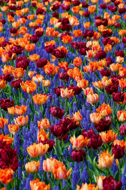 Kolorowe pole tulipanów puzzle online