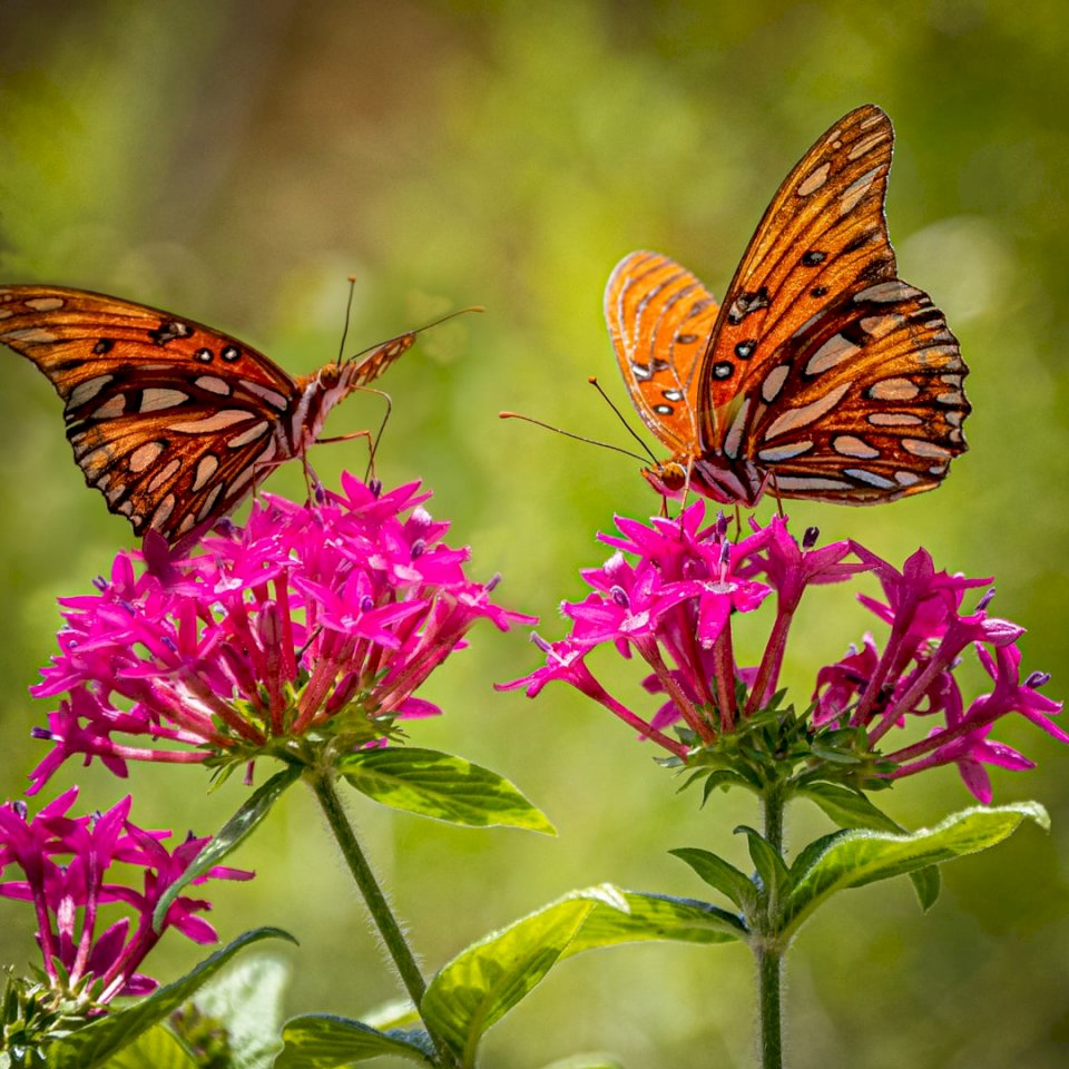 Monarch Butterfly Garden pussel