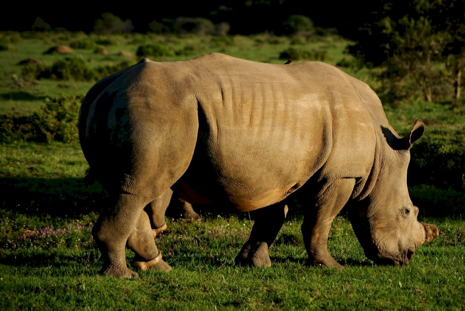 Rhino at Kariega Game Reserve puzzle online