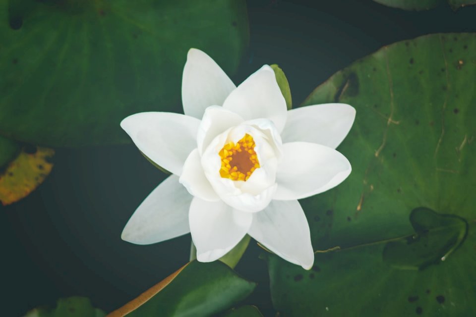 Biała i żółta lilia wodna puzzle online