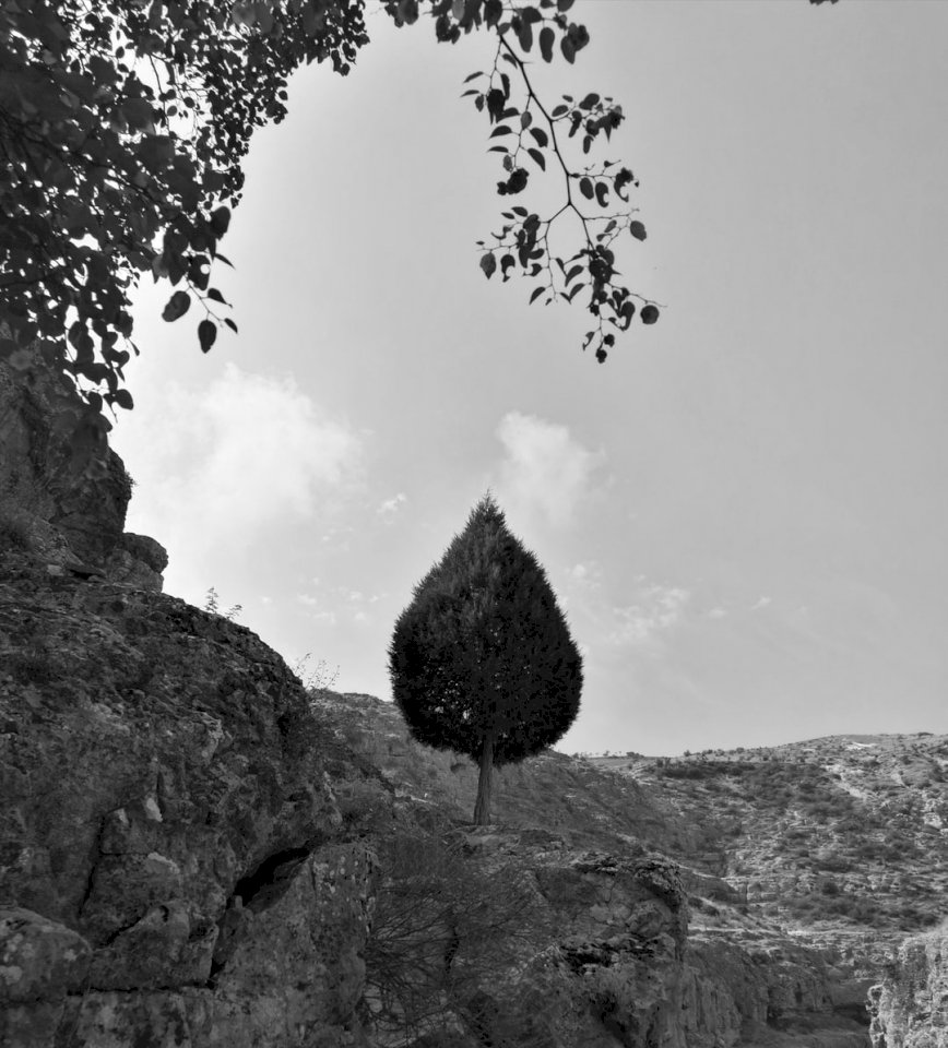 Drzewo, natura puzzle online