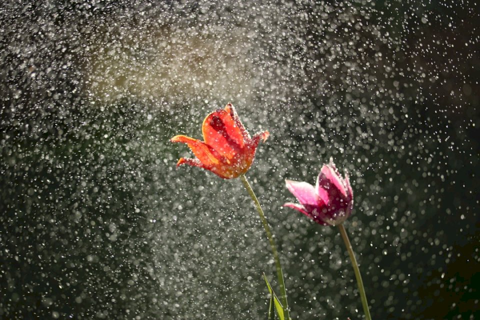 Пролетни душове пъзел