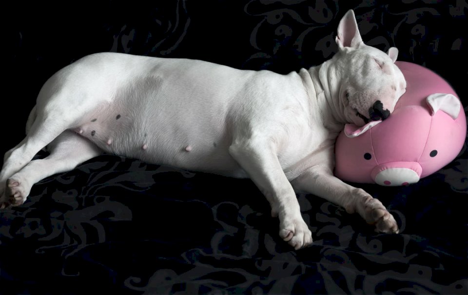 Angielski bull terrier ? puzzle online