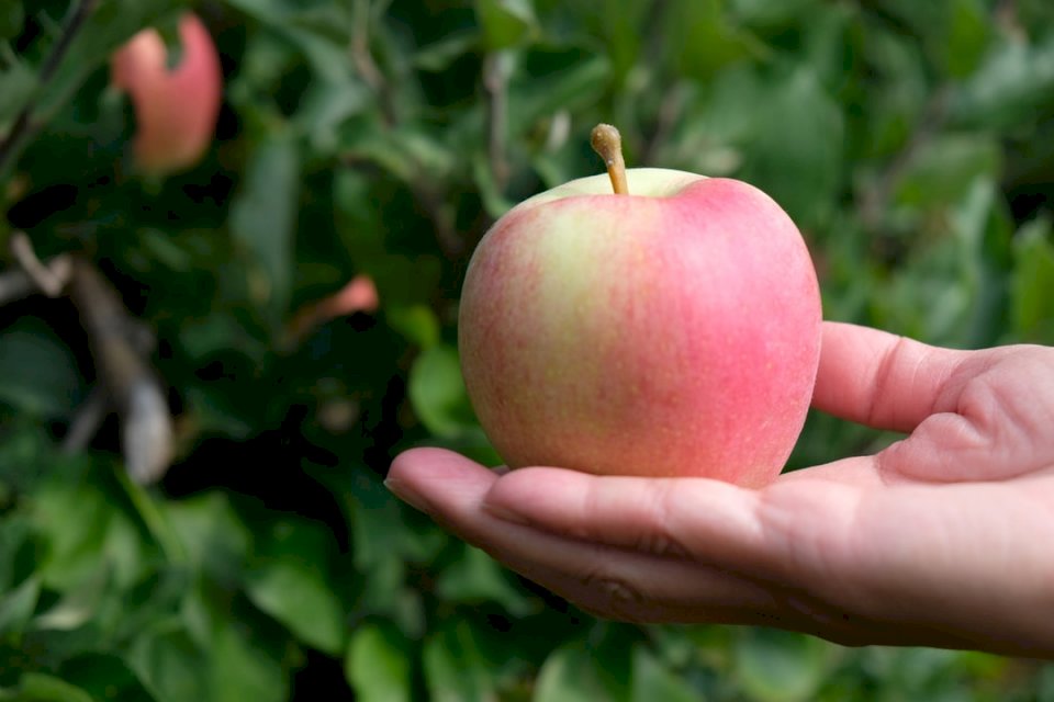 Jabłko w ręku puzzle online