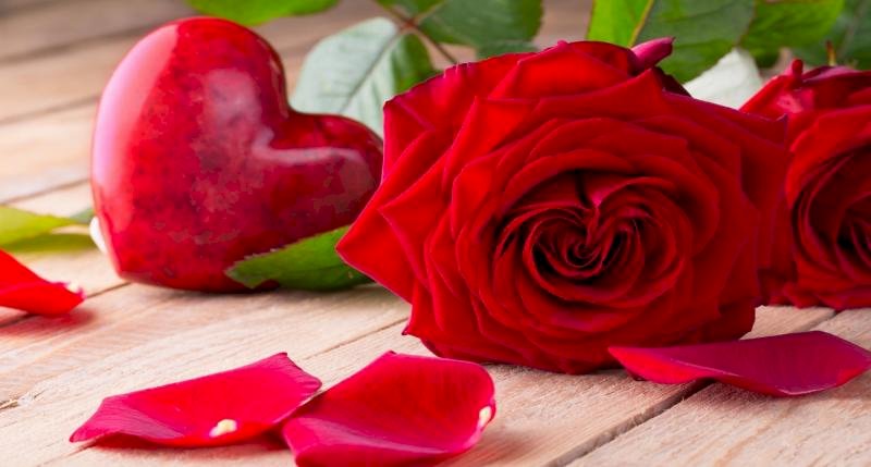 Płatek, róże ogrodowe, róża puzzle online