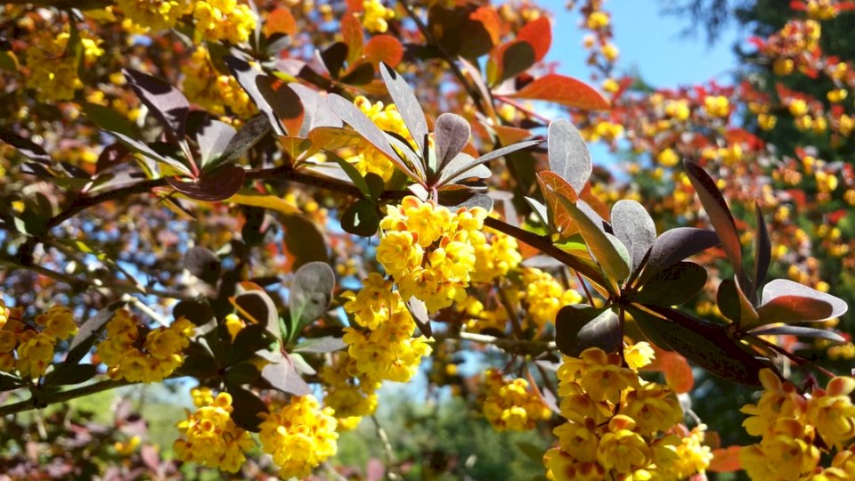 Żółte kwiaty na gałęzi puzzle online