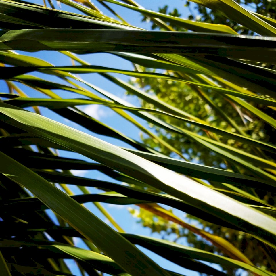 Słoneczny dzień liści palmowych puzzle online