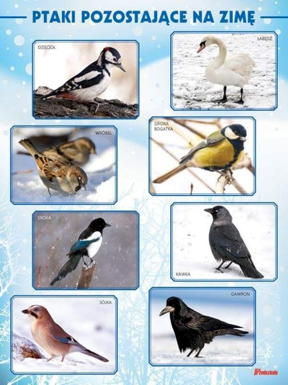 Ptaki zostające w Polsce na zimę puzzle online