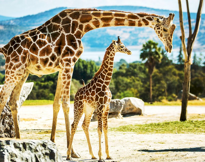 Żyrafa w stadzie puzzle online