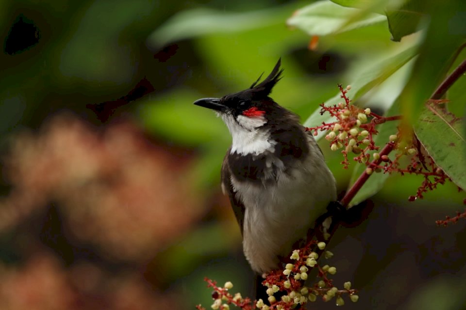 Mały, szczegółowy ptak - czerwony puzzle online