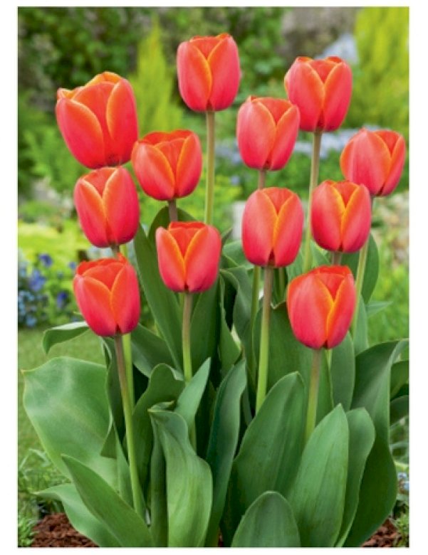 tulipany dla Tropicieli puzzle online