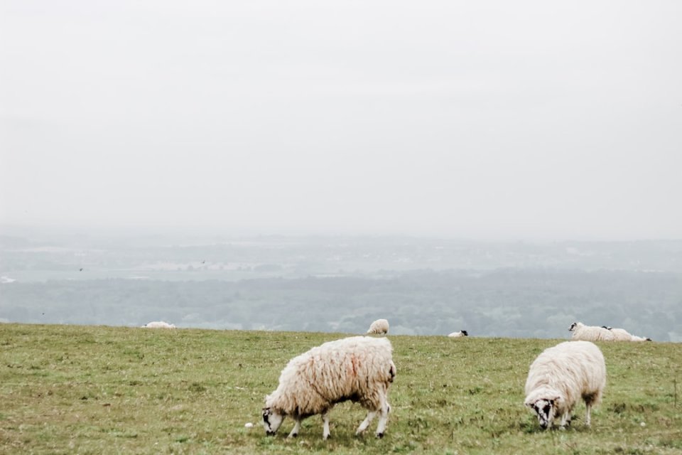 Owce na angielskiej wsi puzzle online