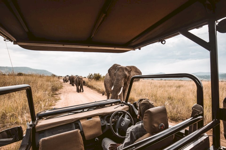 Elefanter på en afrikansk safari pussel