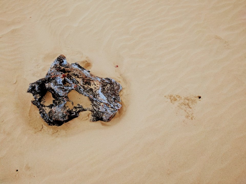 Niektóre samotne drewno na plaży puzzle online