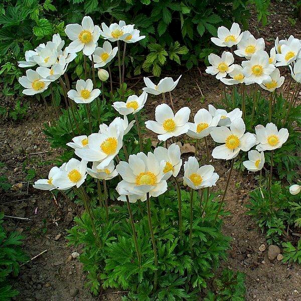 Anemona cu semne de primăvară puzzle