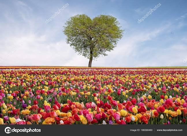 Róże z. drzewo serca uwu puzzle online