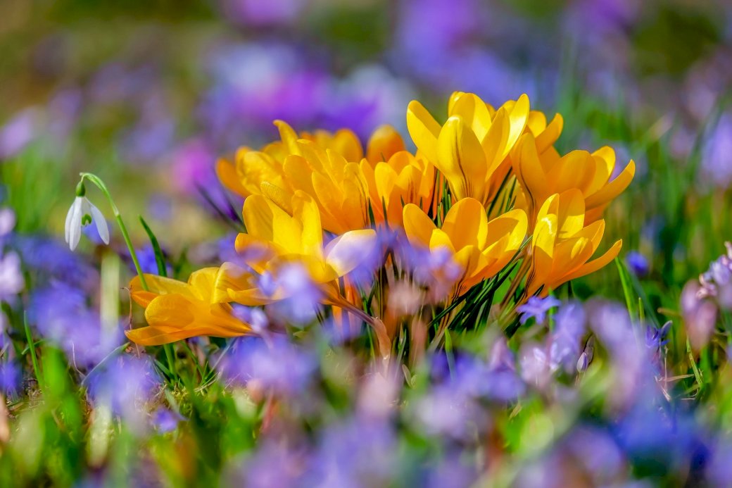 Wiosenny kwiat puzzle online