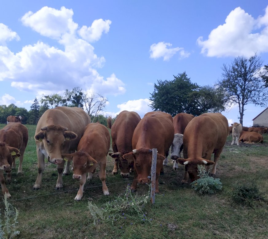 Krowy na wsi puzzle online