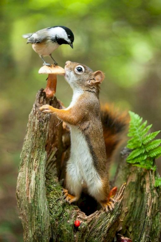 Wiewiórka i ptak puzzle online