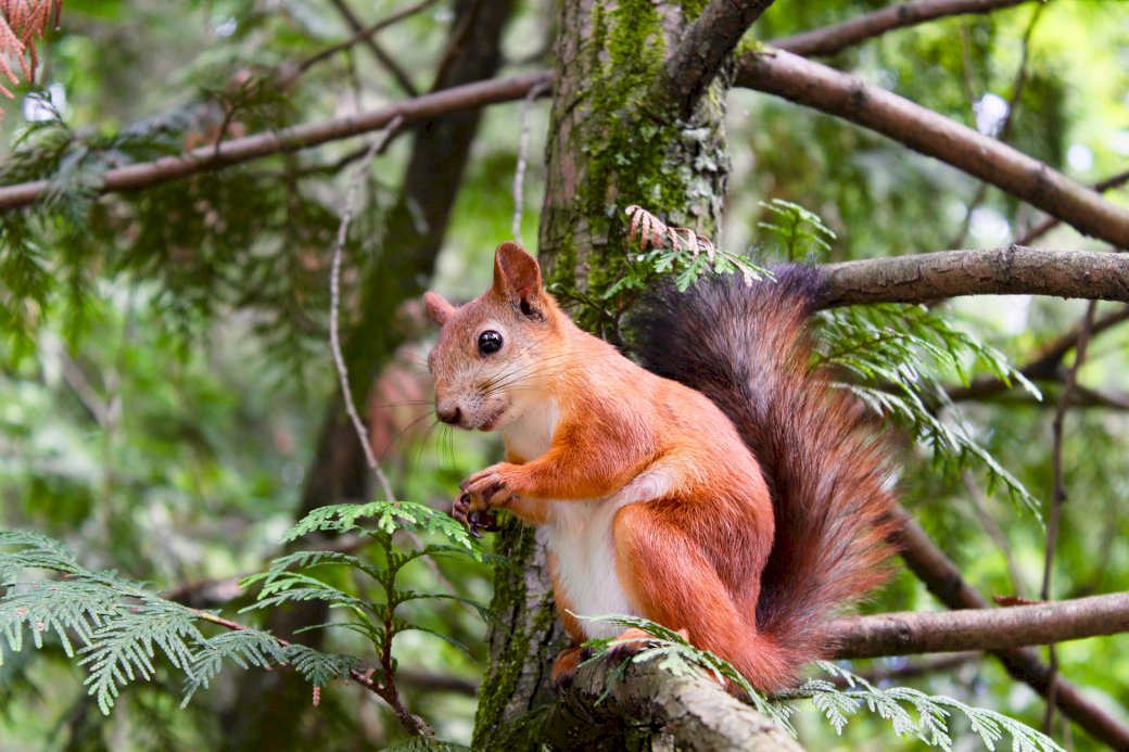 Wiewiórka na drzewie puzzle online