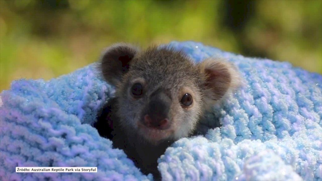 Mała Koala puzzle online
