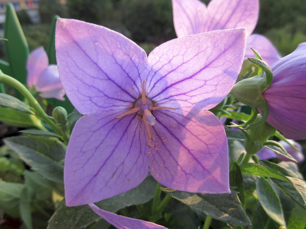 fioletowy kwiat puzzle online