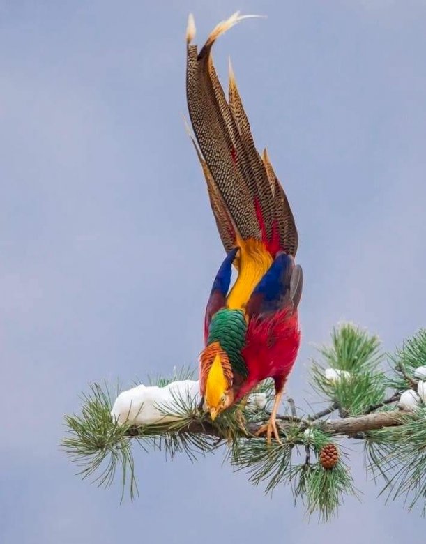 Kolorowy ptak. puzzle online