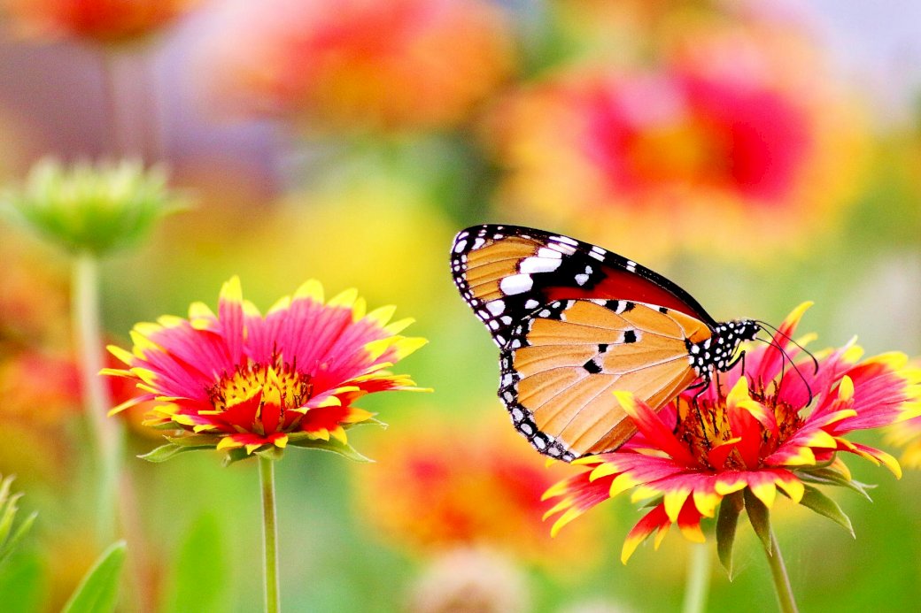 Motyl, kwiaty puzzle online