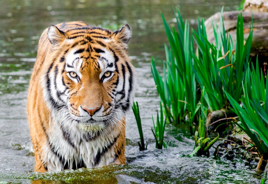 Tygrys,woda,trawa puzzle online