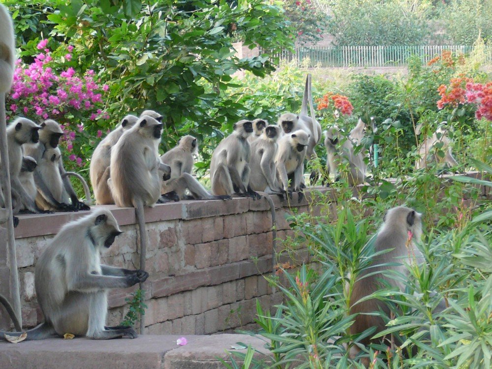 małpy w Ranakpur w Indiach puzzle online